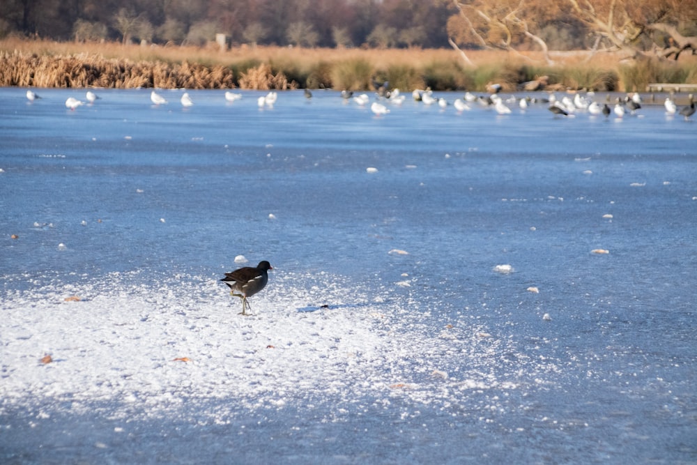 a small bird standing in the middle of a frozen lake