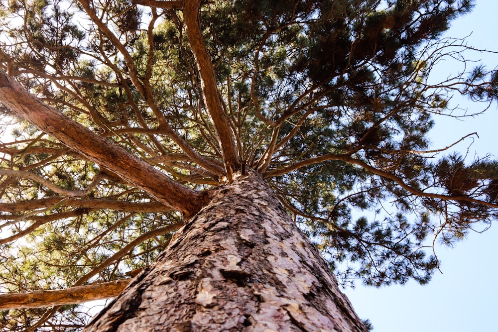 looking up at a tall tree from below