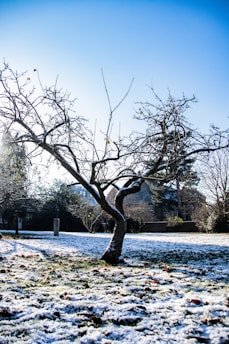 a tree in a field covered in snow