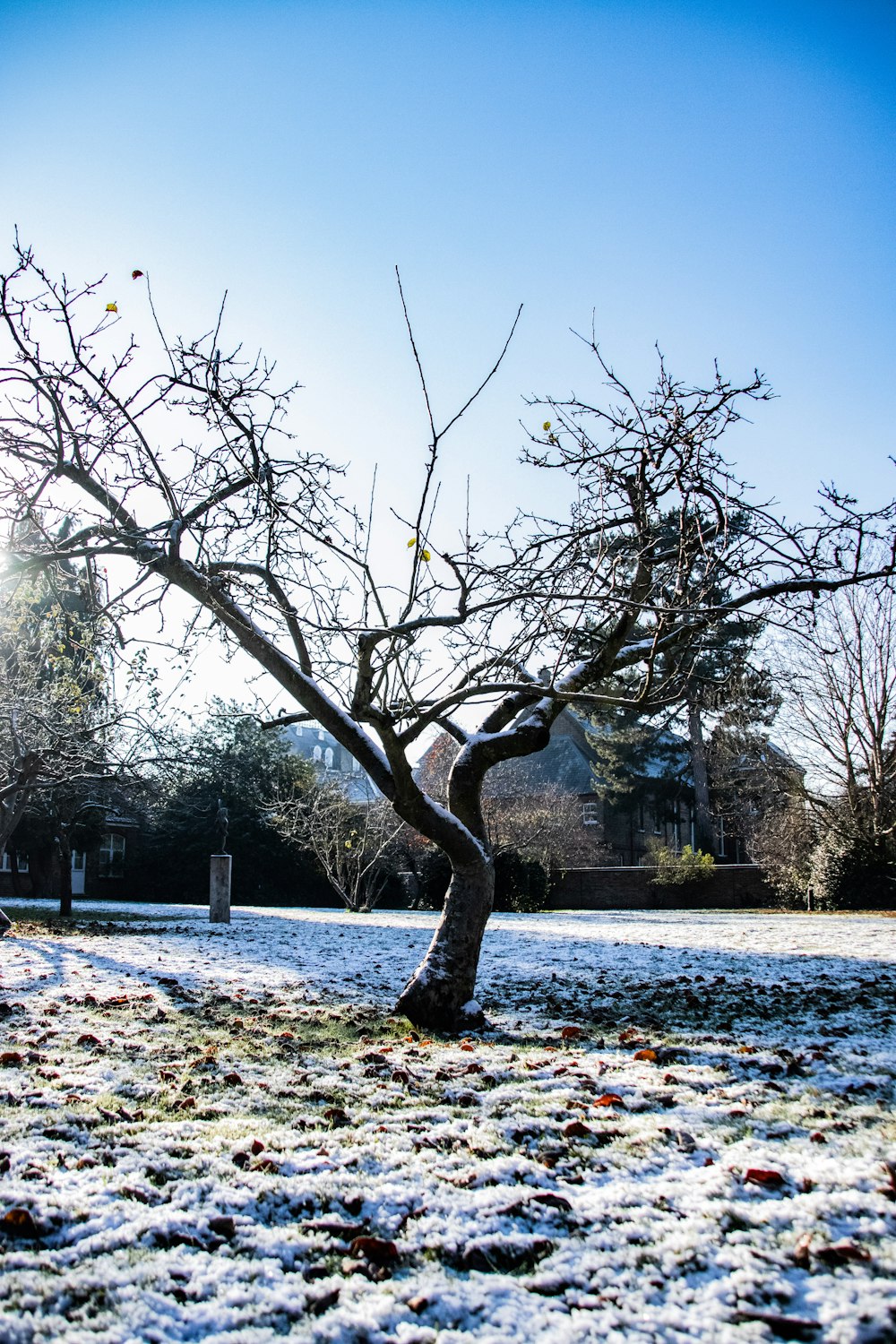 a tree in a field covered in snow