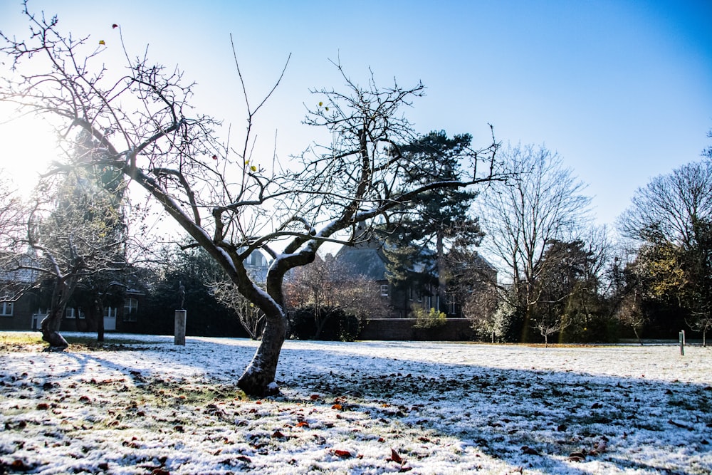 a snow covered field with a tree in the foreground