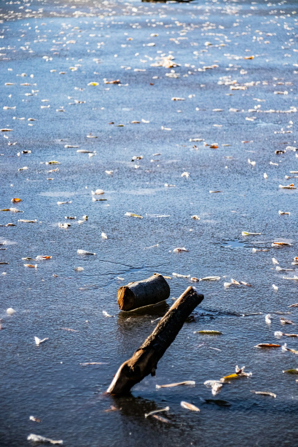 a log laying in the middle of a body of water