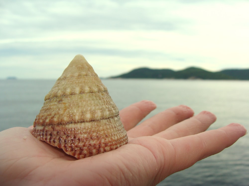 a hand holding a small shell near a body of water