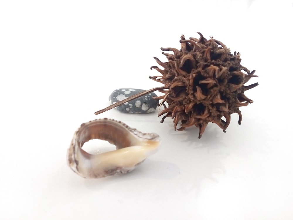 a close up of a sea urchin and a broccoli