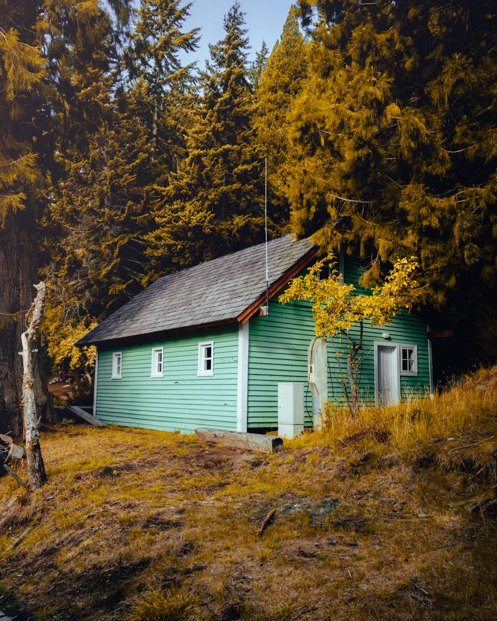 a small green house sitting in the middle of a forest