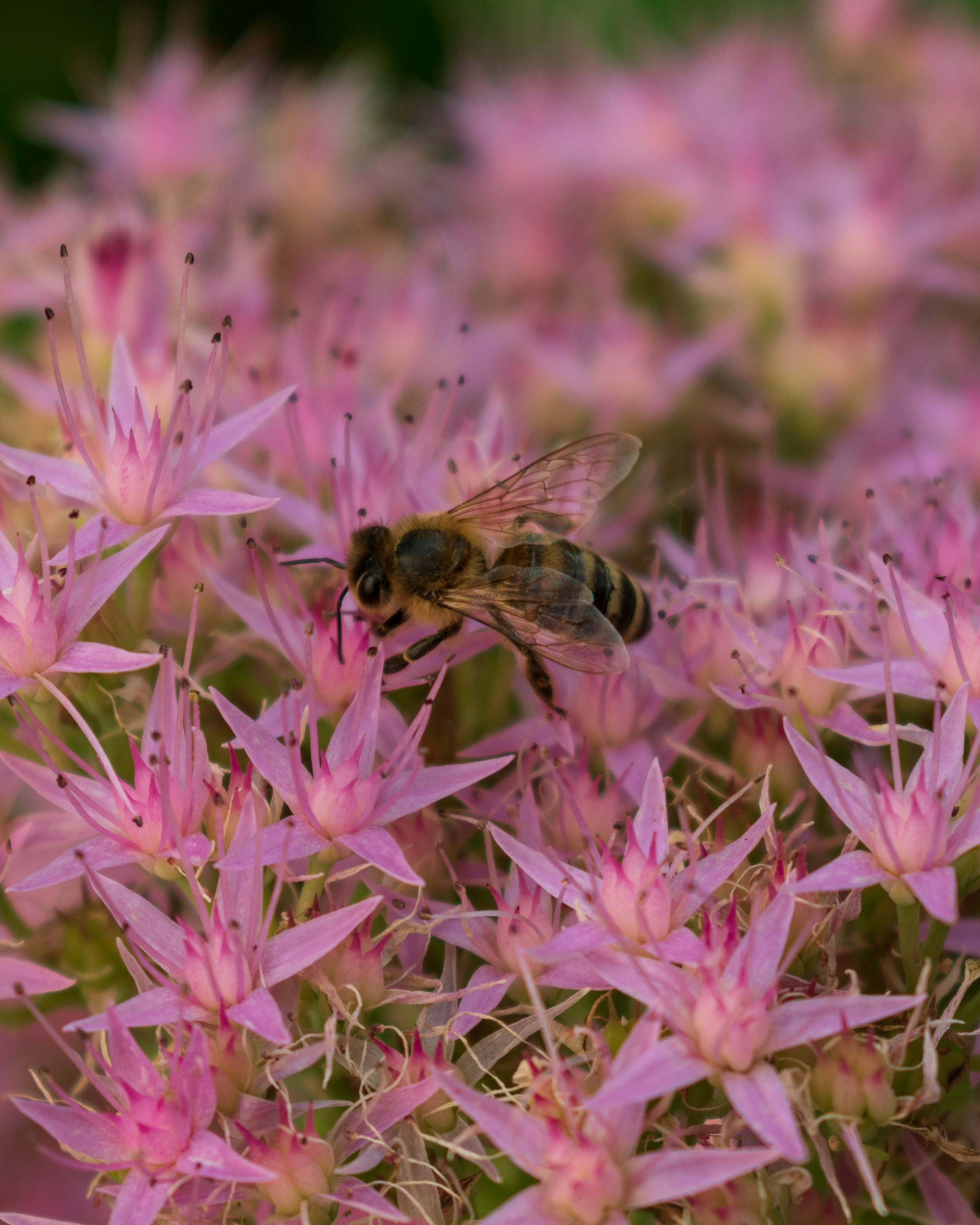 Photo by vjeblackbirdlion