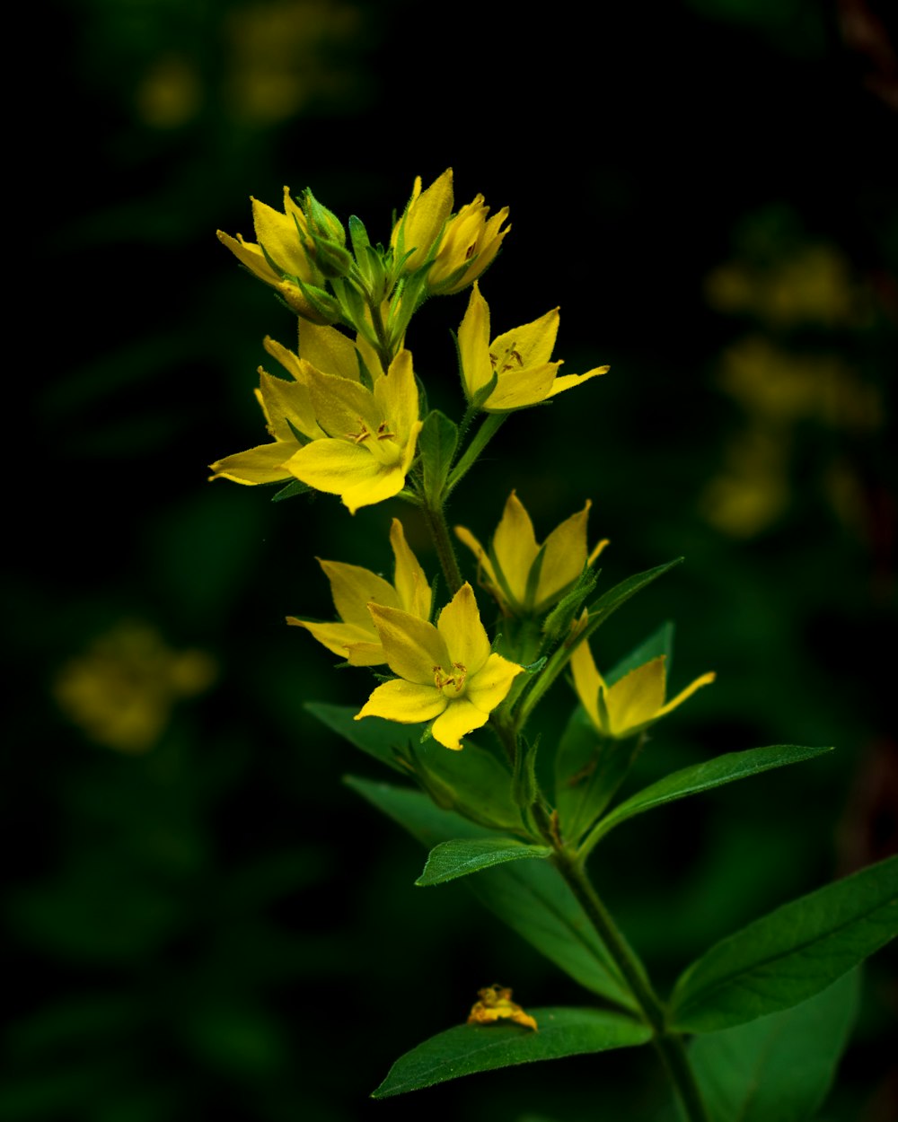 a close up of a yellow flower with green leaves