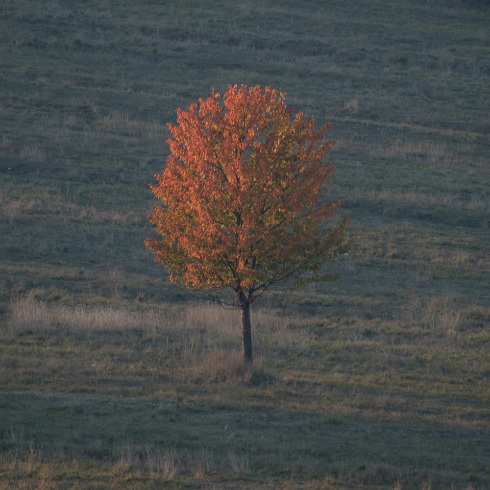 a lone tree in a grassy field during the day
