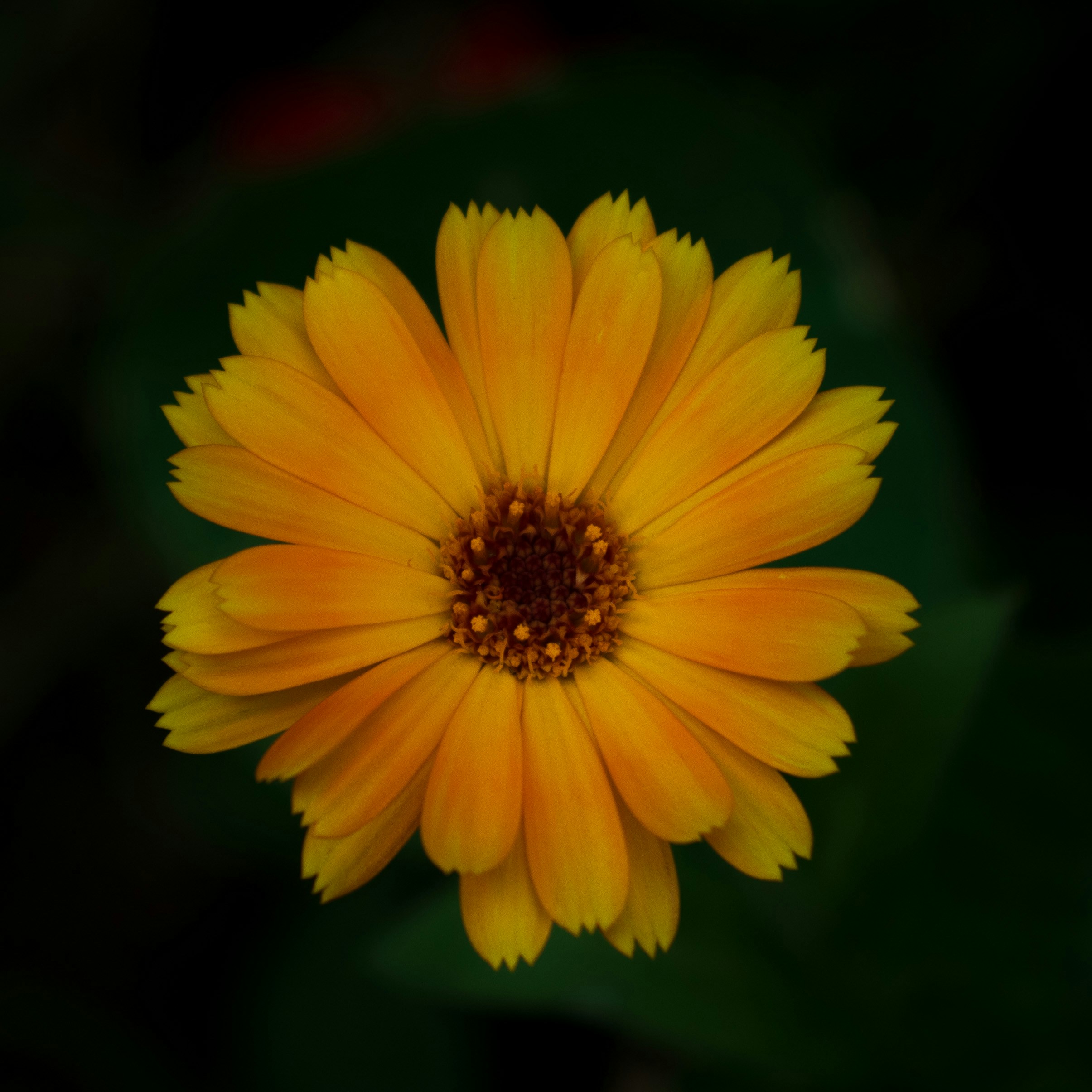 Photo by vjeblackbirdlion