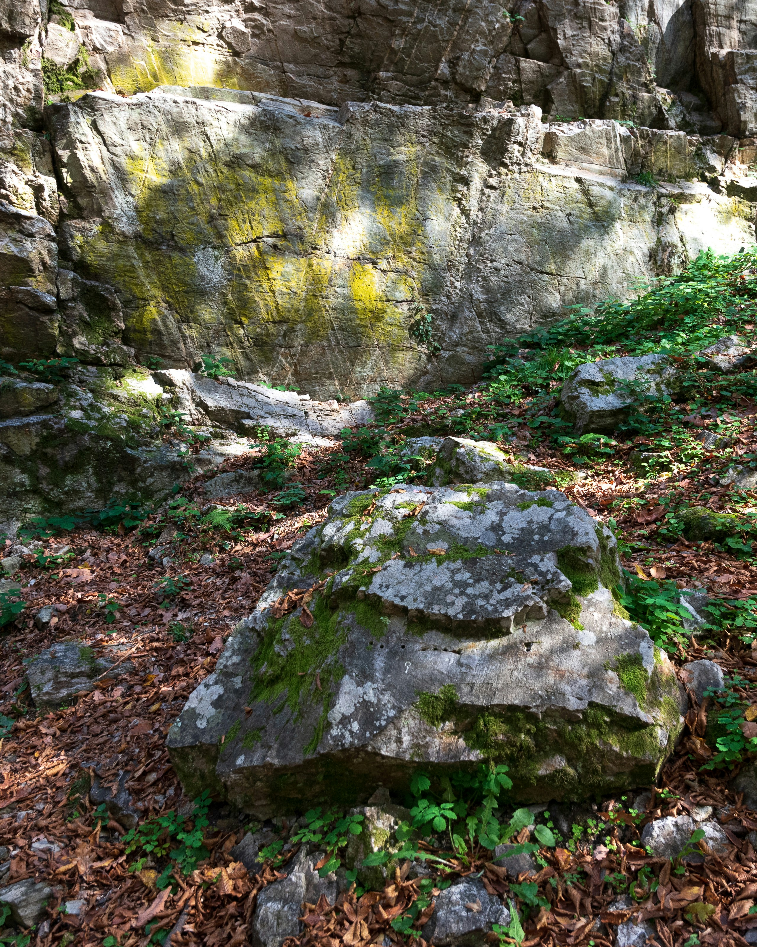 Photo by vjeblackbirdlion