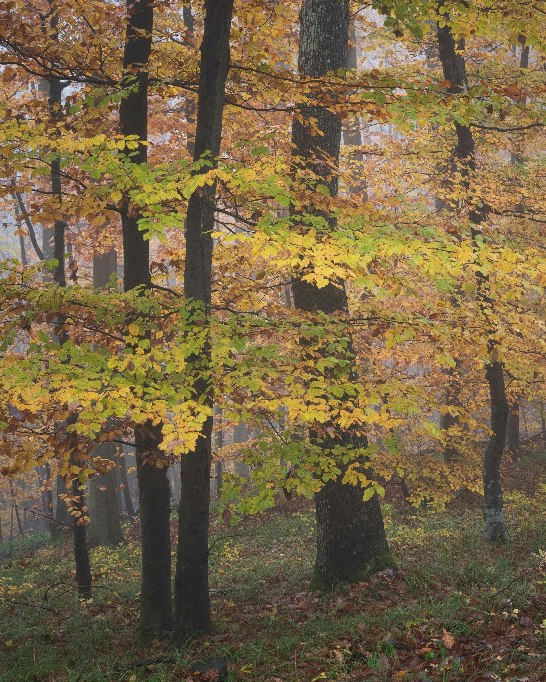 Photo by vjeblackbirdlion