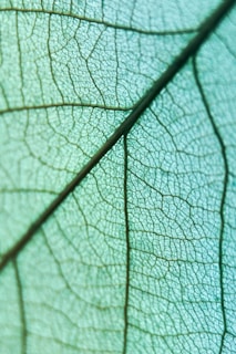 Close-up of a finely laser-cut wooden leaf with natural grain visible.