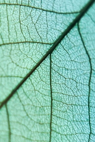 Close-up of a finely laser-cut wooden leaf with natural grain visible.