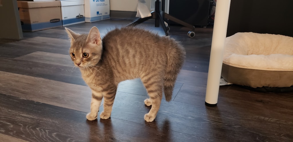 Modern Cat Climbing Tower