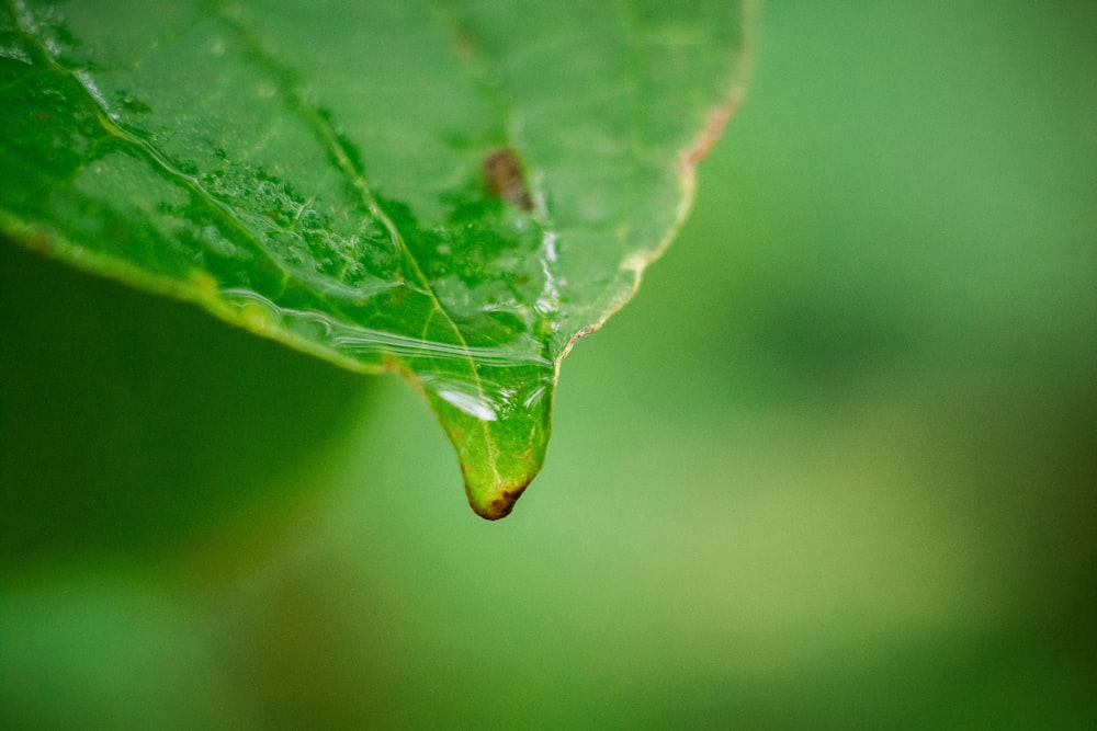 a green leaf with a drop of water on it