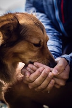 A volunteer gently feeding a thirsty dog under the desert sun.
