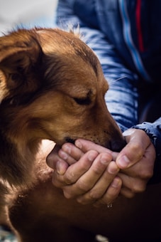 A dog is gently drinking water from a person's cupped hands. The dog's eyes are closed, and it appears calm and trusting. The person is wearing a dark blue jacket with red and white accents.