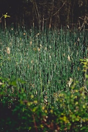 Tall, thin green plants densely populate the foreground, with some dry leaves interspersed among them. The background is a dark wooded area with bare trees and branches, creating a contrast between the vibrant green plants and the dimly lit forest.