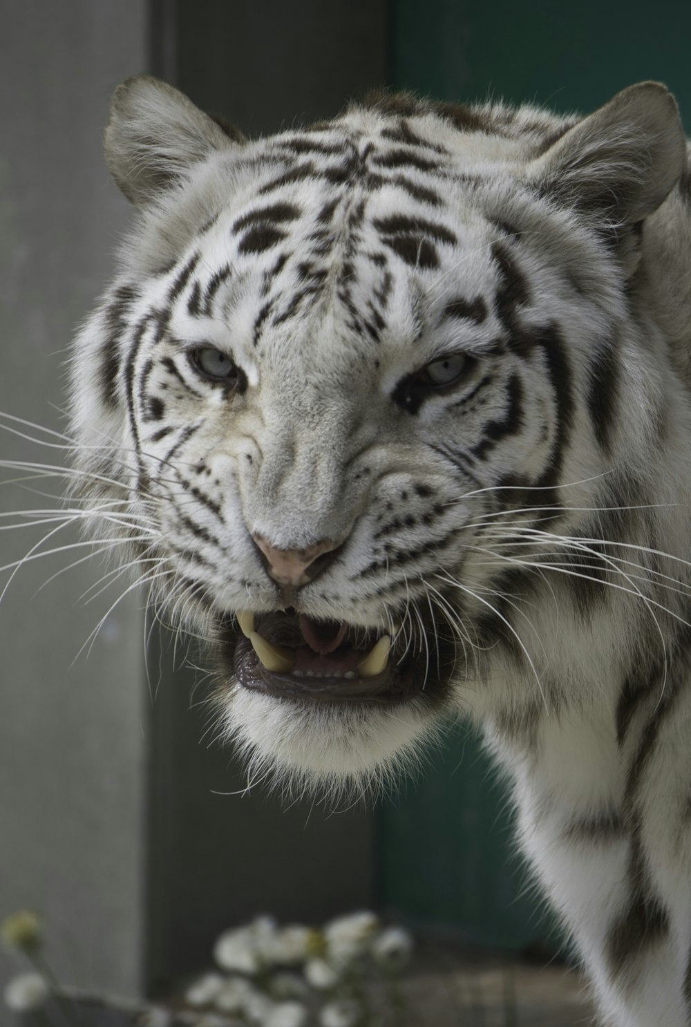 a close up of a white tiger near a building