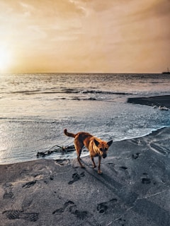A dog stands on a sandy beach with the ocean in the background. The sky is a warm golden hue, indicating a sunrise or sunset. Footprints are visible in the sand, leading away from and towards the water. The waves gently lap at the shore under the soft light.