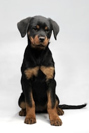 A young Rottweiler puppy sits on a plain white background, showcasing its distinctive black and tan coat. The puppy's ears are floppy, and its expression appears calm and attentive.