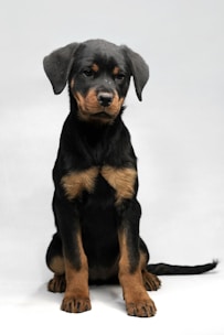 A young Rottweiler puppy sits on a plain white background, showcasing its distinctive black and tan coat. The puppy's ears are floppy, and its expression appears calm and attentive.