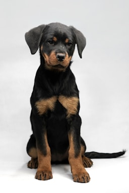 A friendly Rottweiler puppy sitting with a wagging tail in a cozy pet store setting.