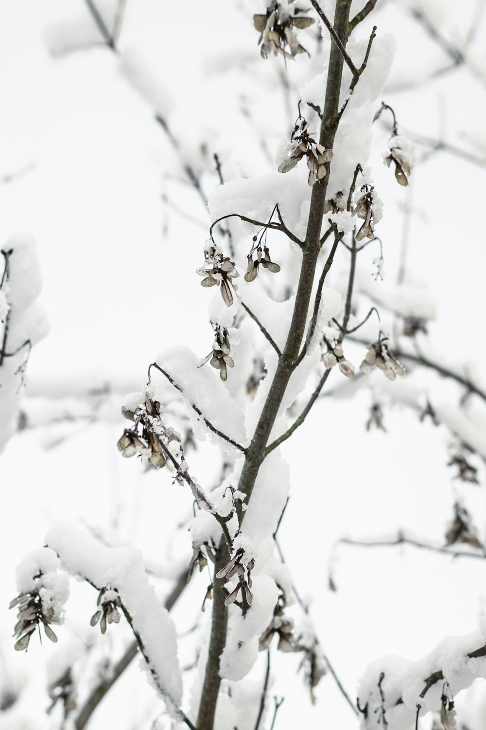 a snow covered tree branch with lots of snow on it