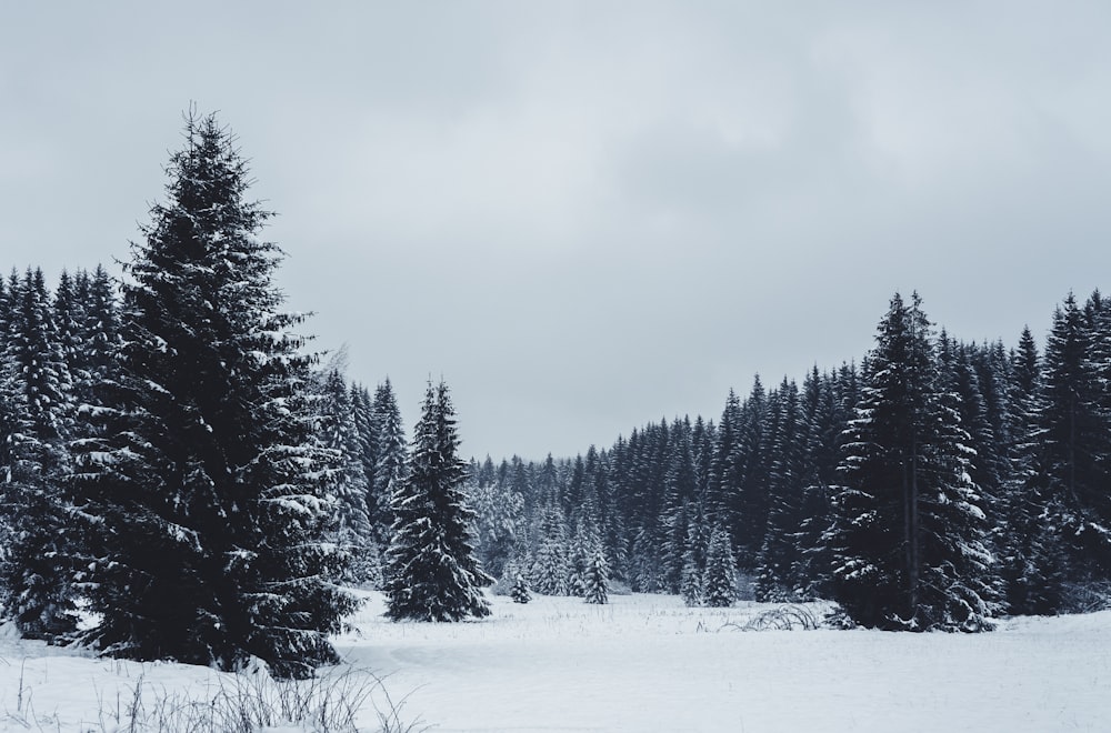 a snow covered field with trees in the background