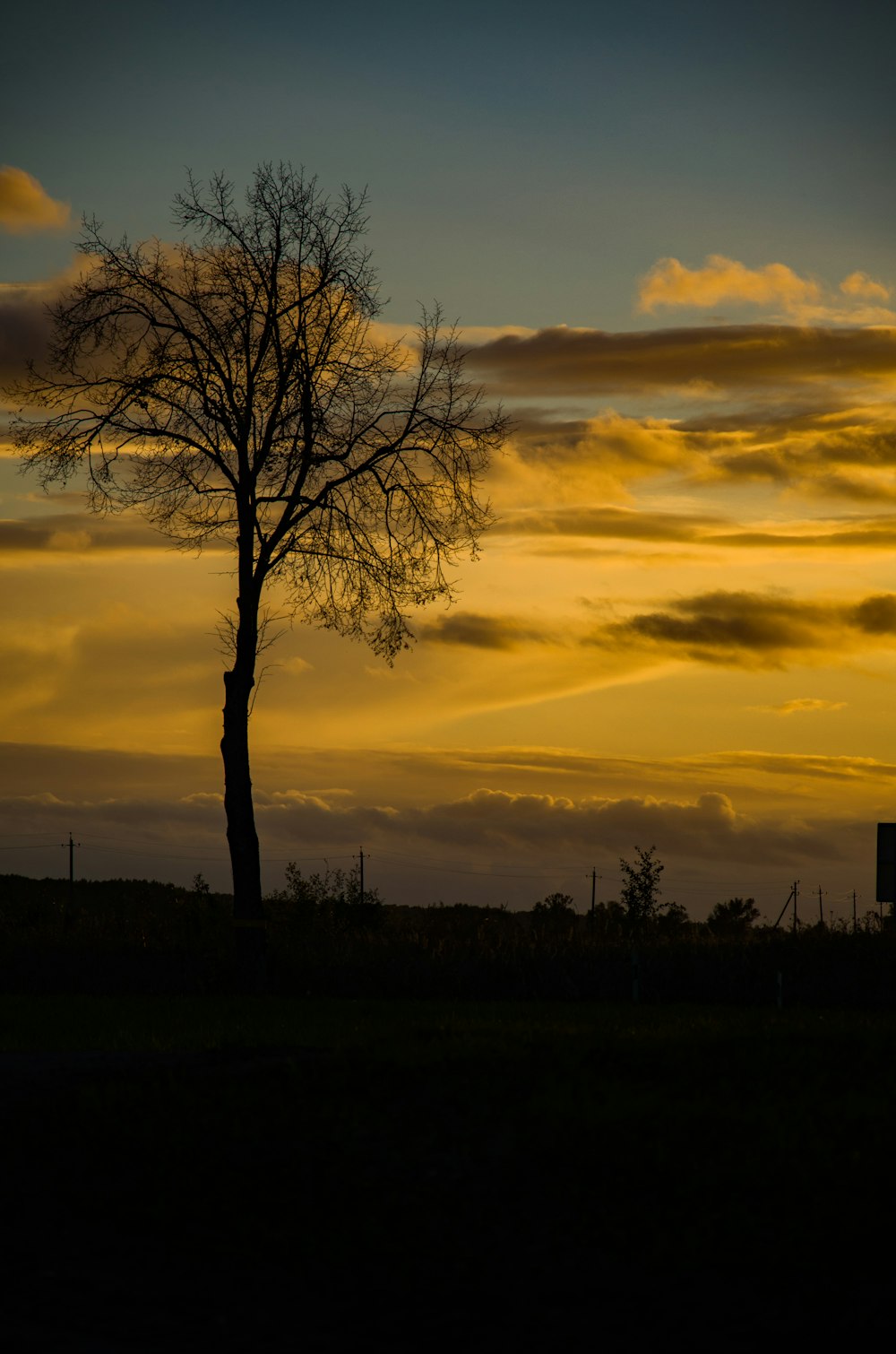 a lone tree silhouetted against a sunset sky
