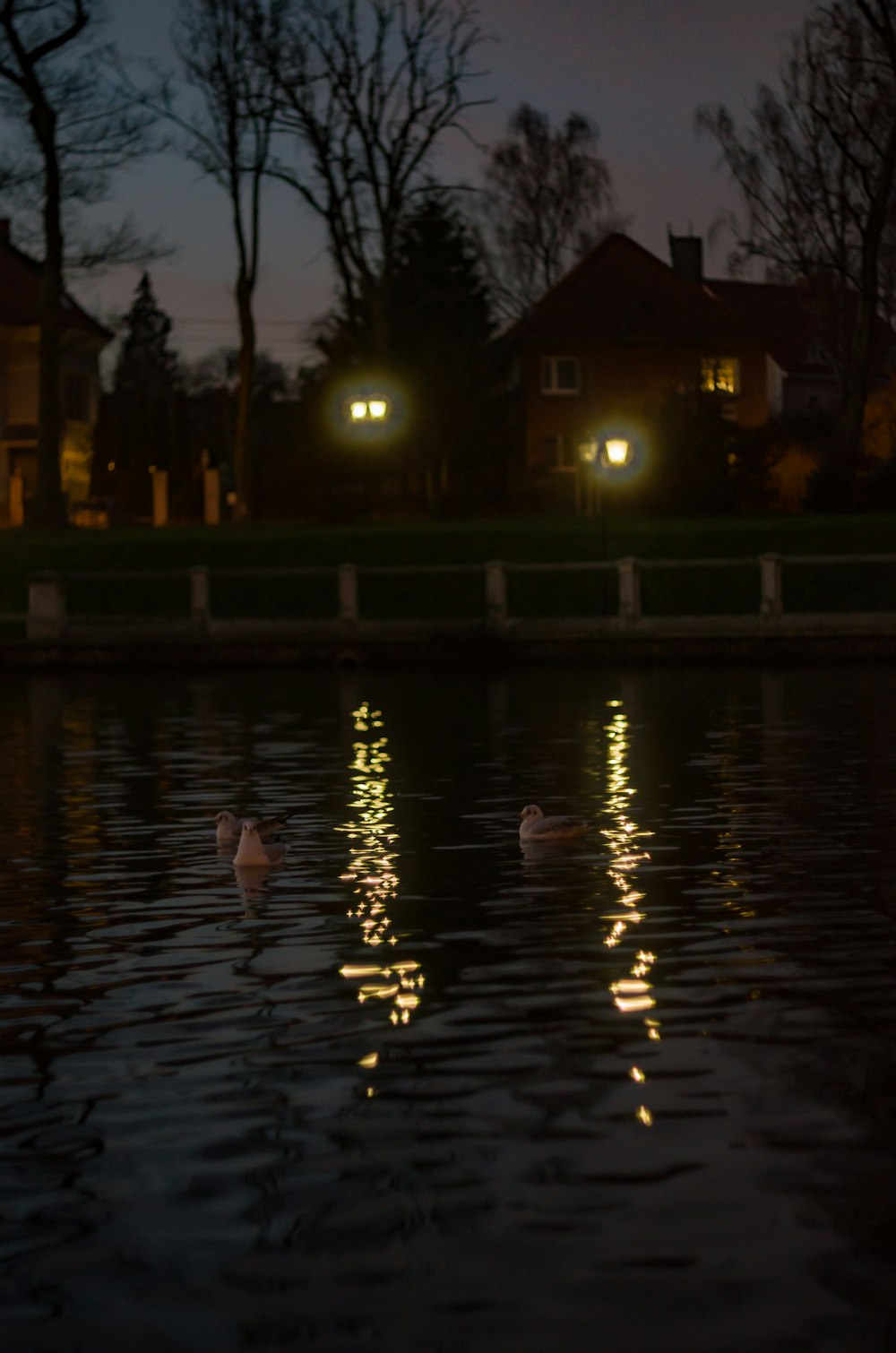 a couple of ducks floating on top of a lake