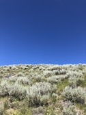 A lush green field of Hejaz clover under a bright blue sky in Wadi Al Naqra.