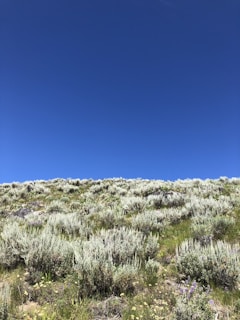 A lush green field of high-quality Hejaz clover under a bright blue sky in Upper Egypt.
