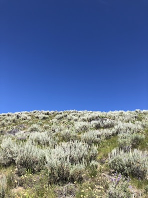 A lush green field of Hejaz clover under a bright blue sky in Wadi Al Naqra.