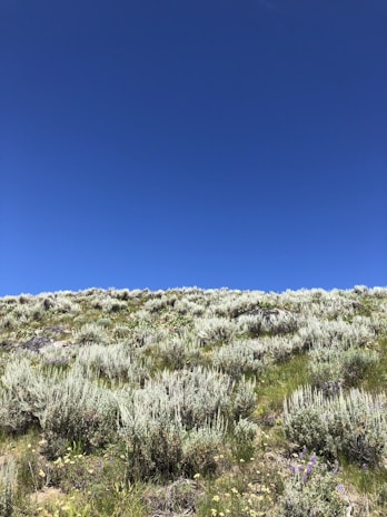 A lush green field of high-quality Hejaz clover under a bright blue sky in Upper Egypt.