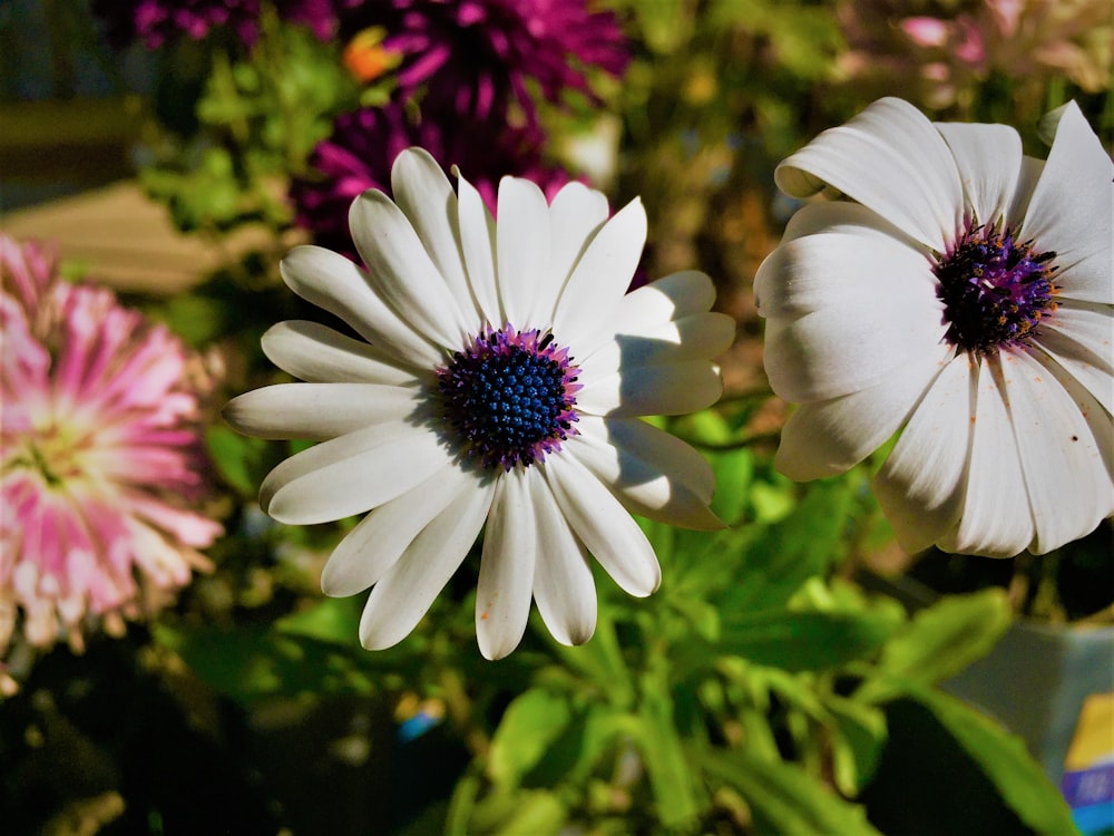 a close up of two white flowers in a garden