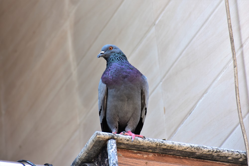 a pigeon sitting on top of a roof next to a building