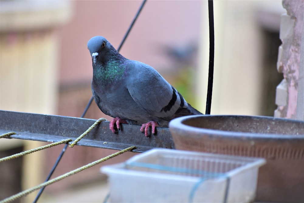 a pigeon sitting on a ledge next to a potted plant