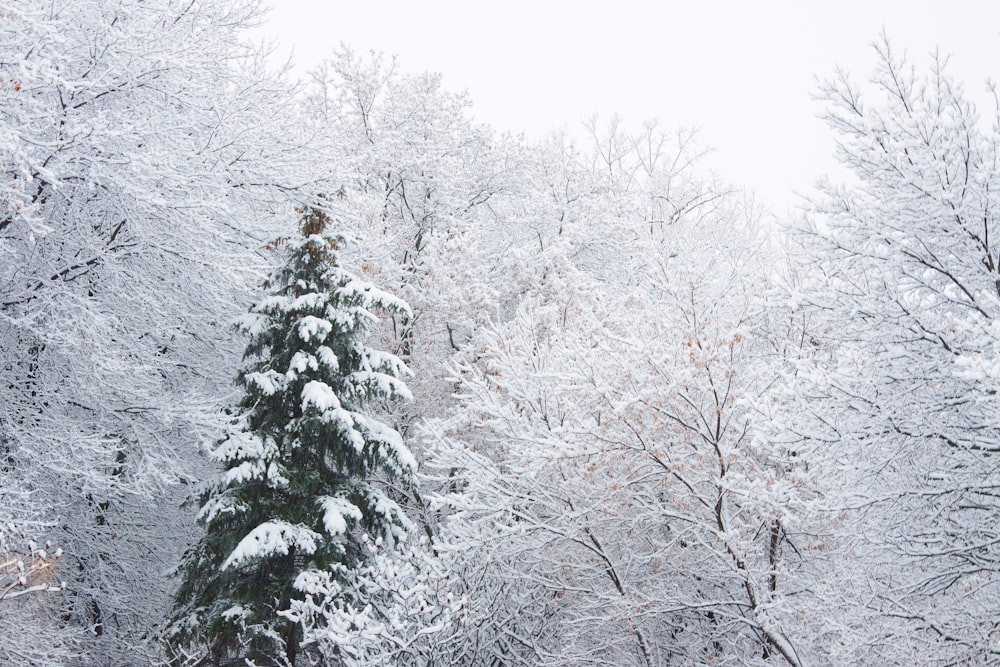 a snow covered pine tree in the middle of a forest