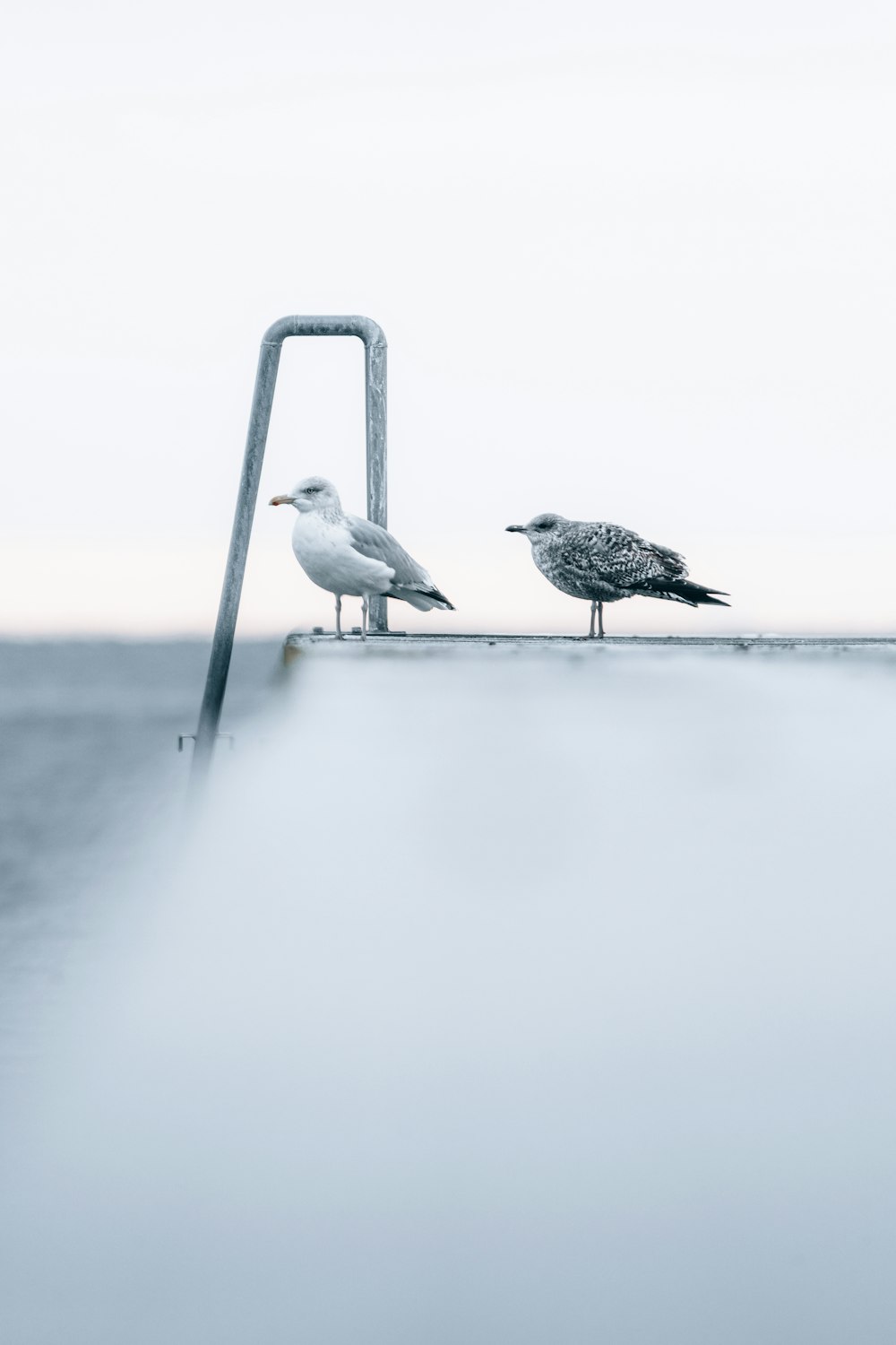 two seagulls are standing on a railing in the water