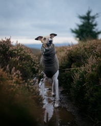a dog that is standing in the dirt