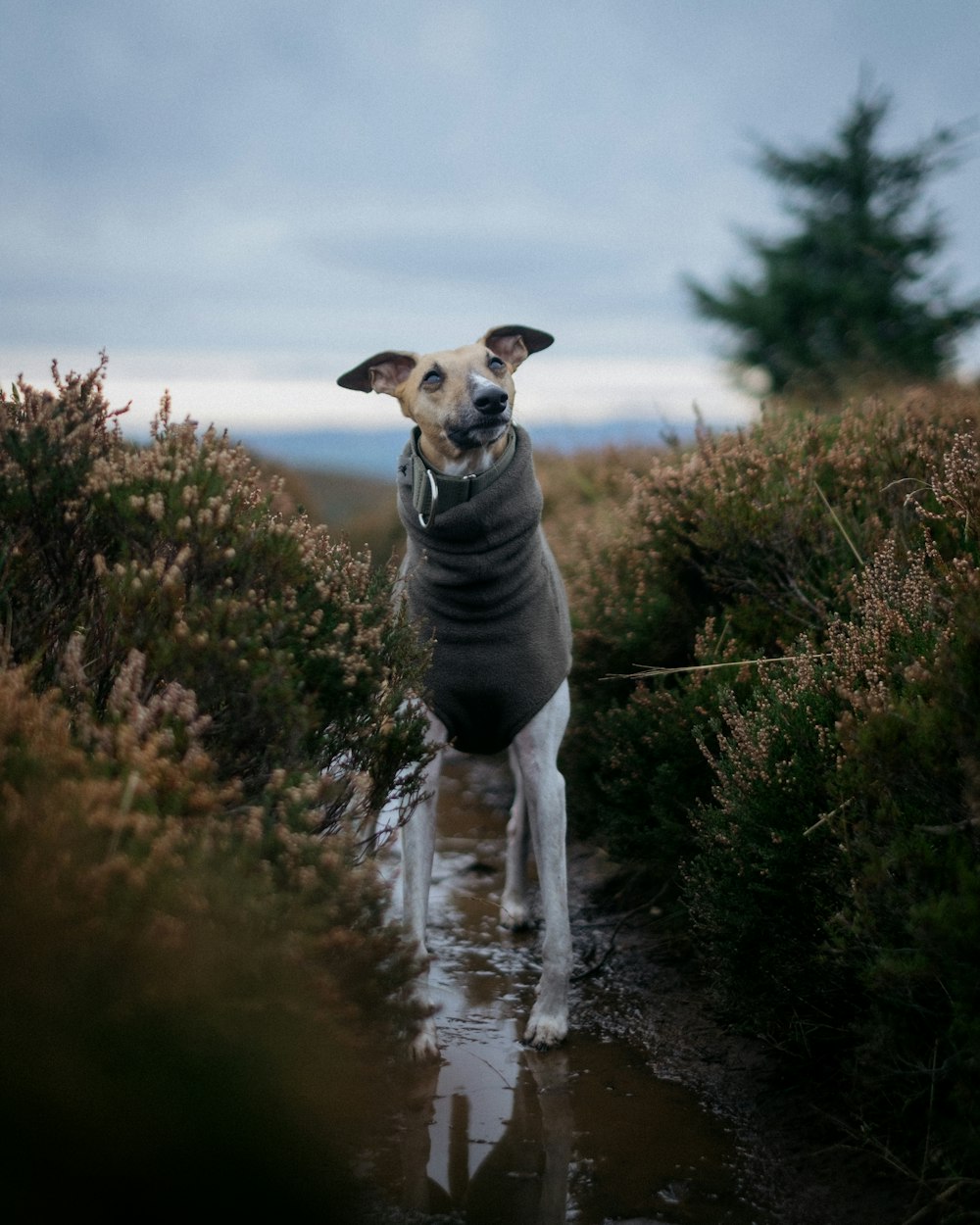 a dog that is standing in the dirt