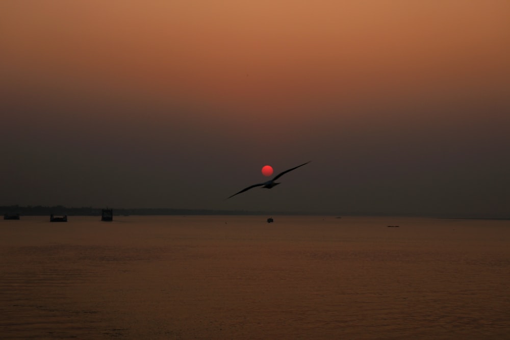 a bird flying over a body of water at sunset