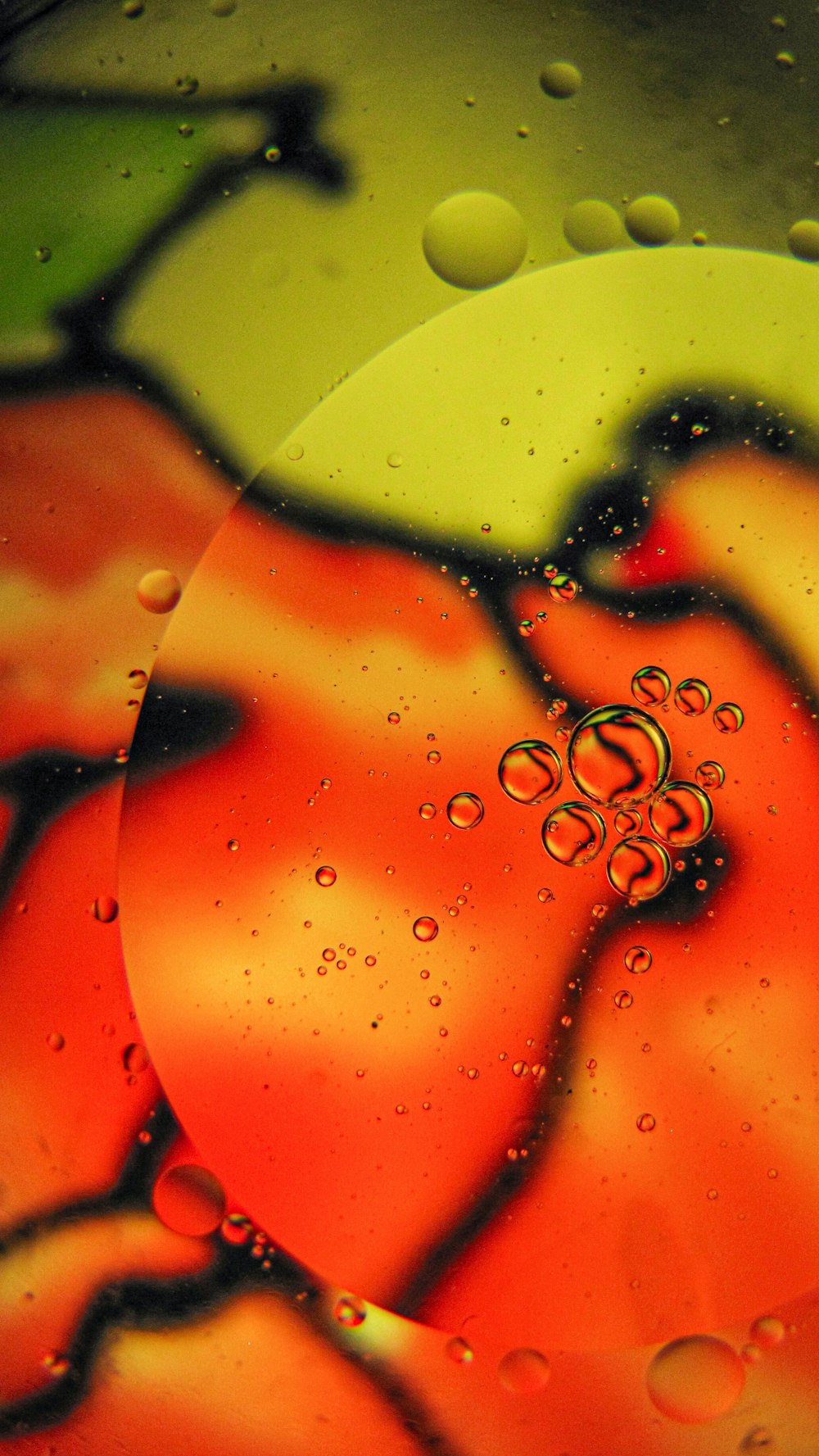 a close up of a red apple with water droplets