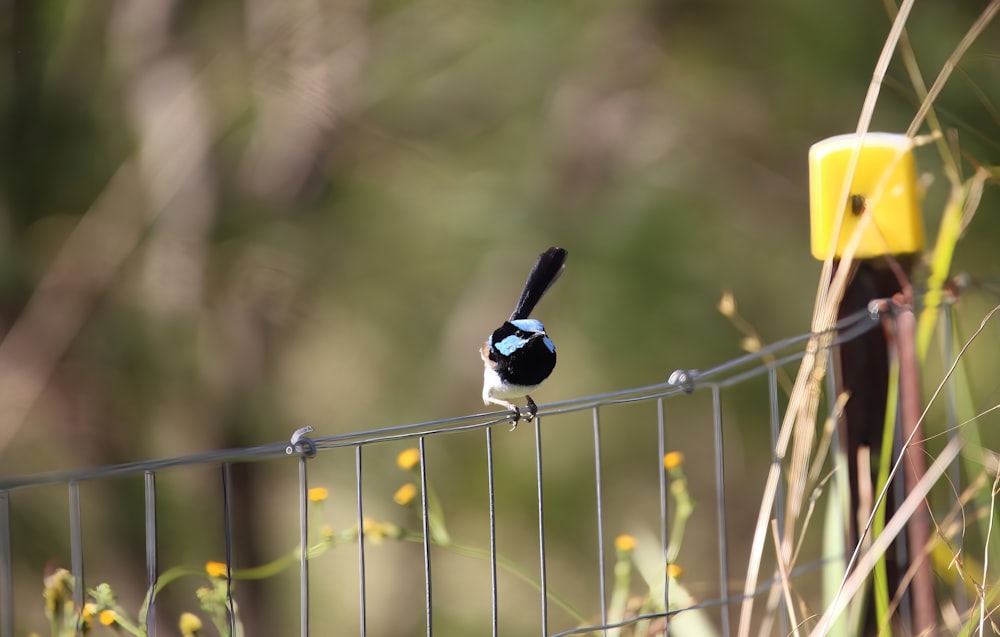 a small bird perched on a wire fence