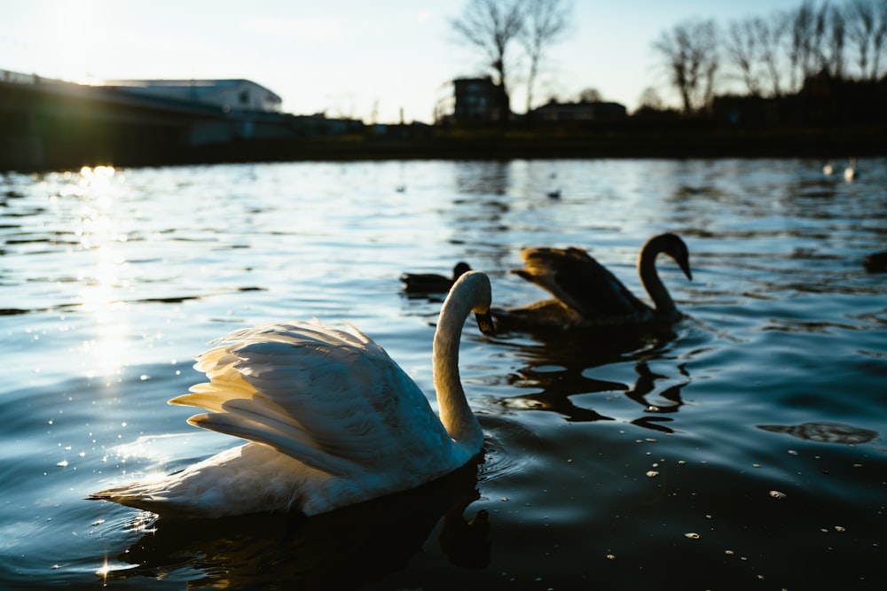 a couple of swans swimming in a lake