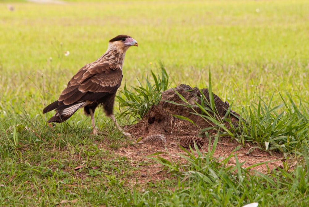 a large bird standing on top of a grass covered field