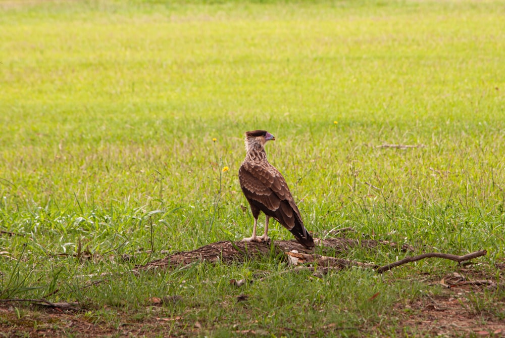 a bird standing on top of a grass covered field