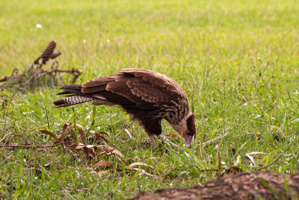 a large bird standing on top of a lush green field