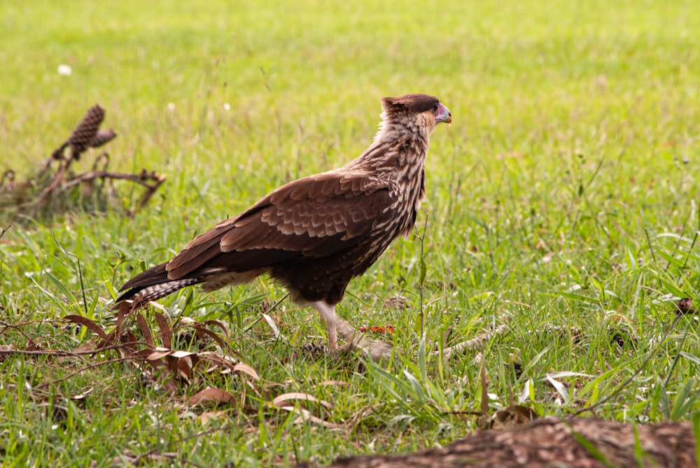 a large bird standing on top of a lush green field